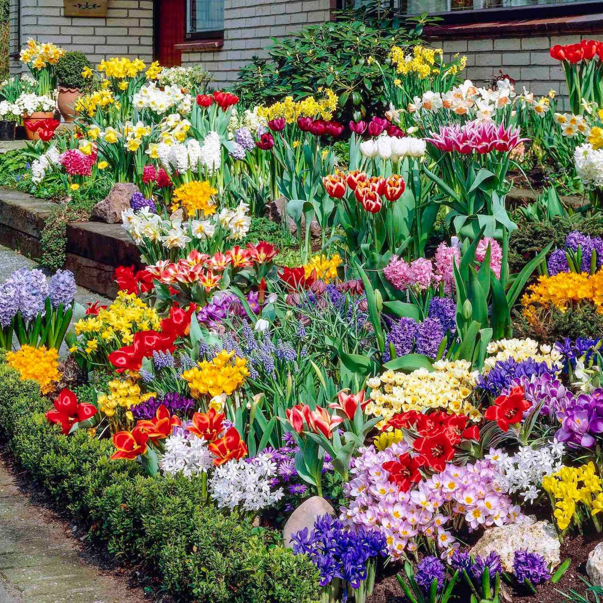 Spring Garden Bulb Collection plant with tulips, daffodils and hyacinths in a garden bed on Tampa Home & Garden Store