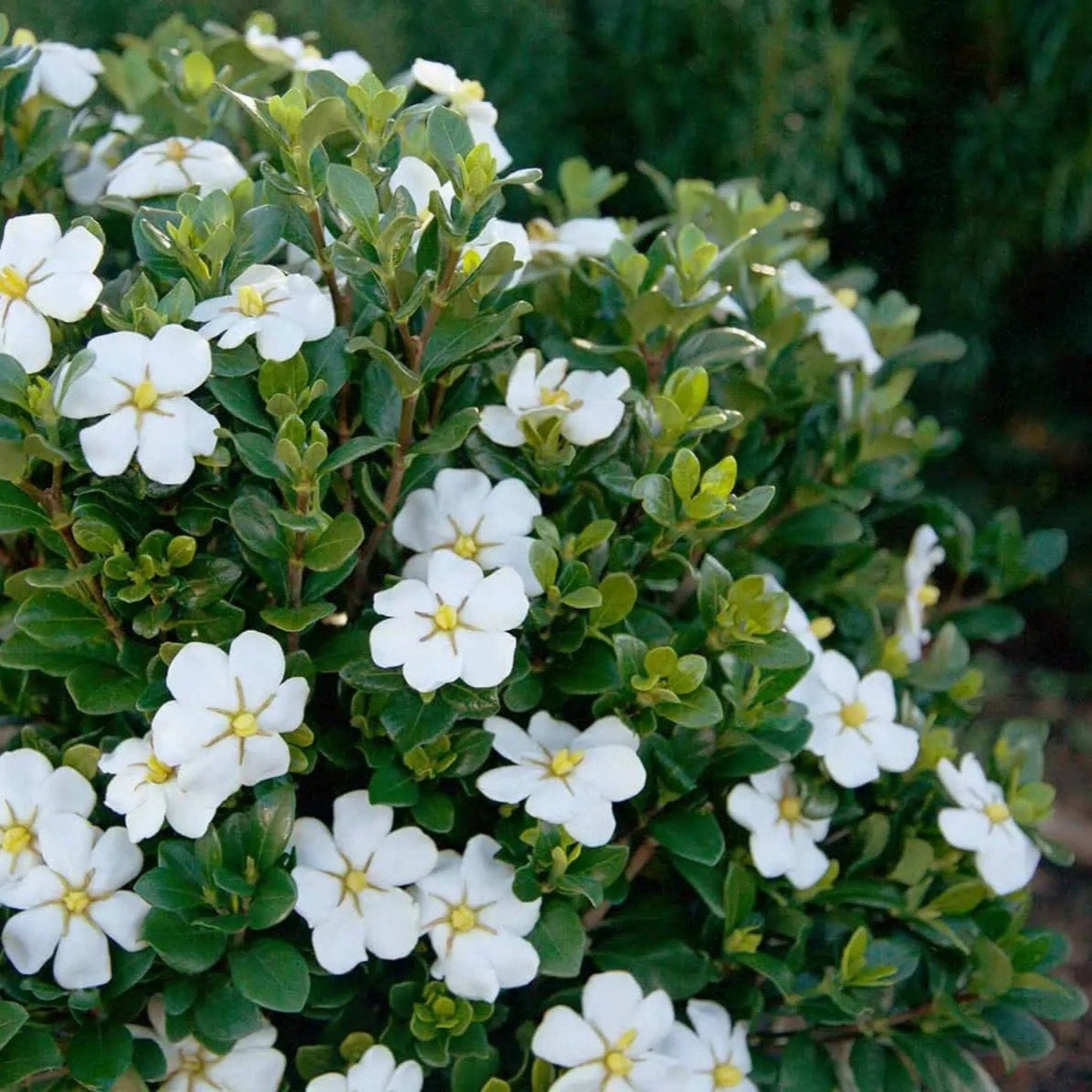ScentAmazing Gardenia plant with white blossoms and glossy green foliage on Tampa Home & Garden Store