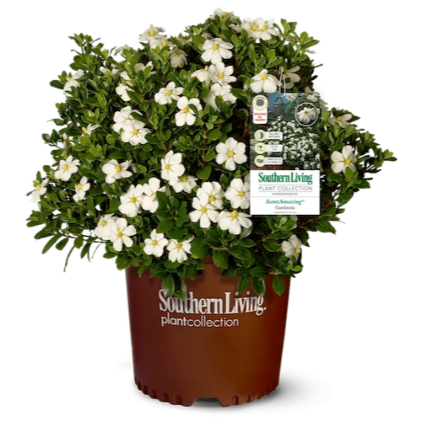 ScentAmazing Gardenia plant in terracotta pot with white blooms and glossy green leaves on Tampa Home & Garden Store