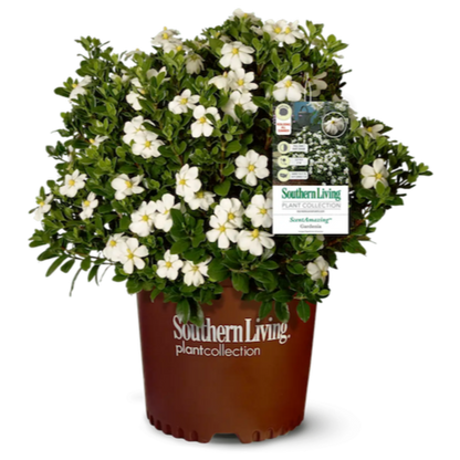 ScentAmazing Gardenia plant in terracotta pot with white blooms and glossy green leaves on Tampa Home & Garden Store