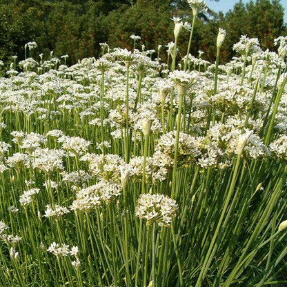 Garlic Chives Seeds (Organic) - Tampa Home & Garden Store