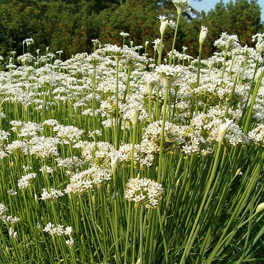 Garlic Chives Seeds (Organic) - Tampa Home & Garden Store