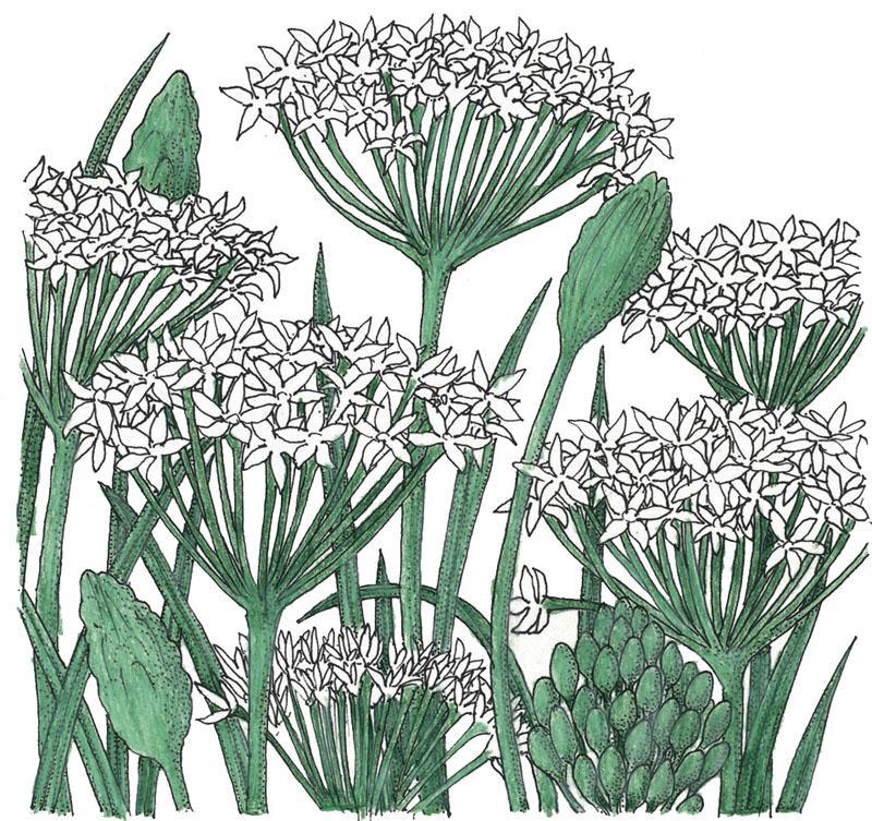 Garlic Chives Seeds (Organic) - Tampa Home & Garden Store