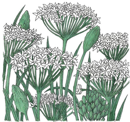 Garlic Chives Seeds (Organic) - Tampa Home & Garden Store