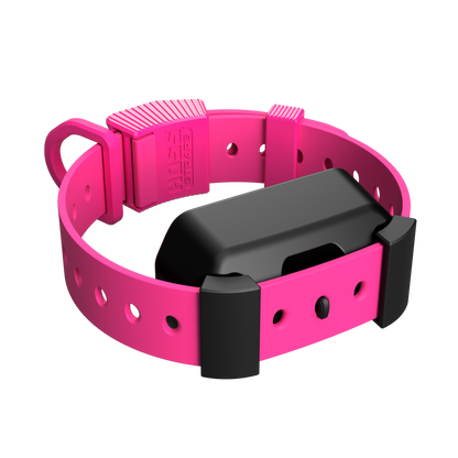 Training Collar Setup Hoss Straps pink adjustable dog collar with buckle and perforated holes on Tampa Home & Garden Store
