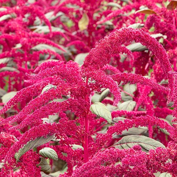 Garnet Red Amaranth Seeds with vivid magenta flower plumes Seedtime Store on Tampa Home & Garden Store