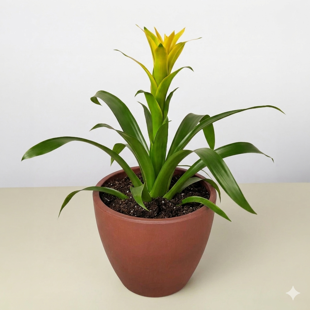 Guzmania Bromeliad Yellow plant with bract and green leaves in pot Rooted Treasures Farms on Tampa Home & Garden Store