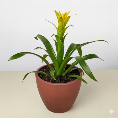 Guzmania Bromeliad Yellow plant with bract and green leaves in pot Rooted Treasures Farms on Tampa Home & Garden Store
