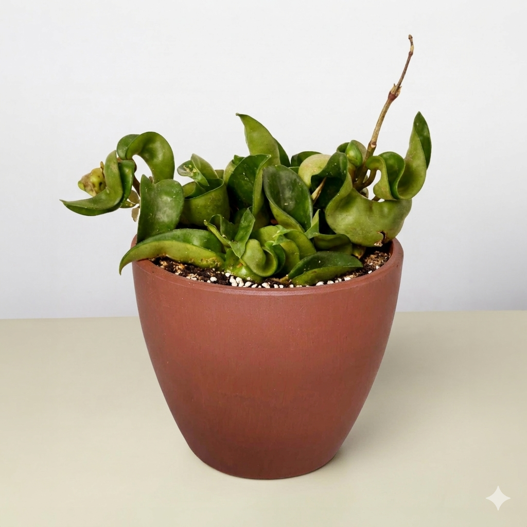 Bird's Nest Nidus Fern indoor plant in a terracotta pot with green broad fronds on Tampa Home & Garden Store