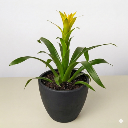 Guzmania Bromeliad Yellow in black pot with green leaves and yellow bloom on Tampa Home & Garden Store