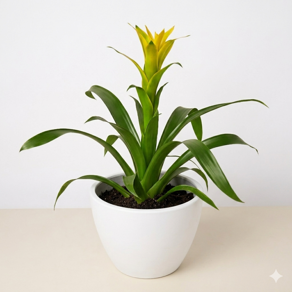 Guzmania Bromeliad Yellow plant with yellow bloom and broad green leaves in white pot on Tampa Home & Garden Store