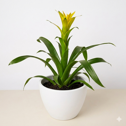 Guzmania Bromeliad Yellow plant with yellow bloom and broad green leaves in white pot on Tampa Home & Garden Store