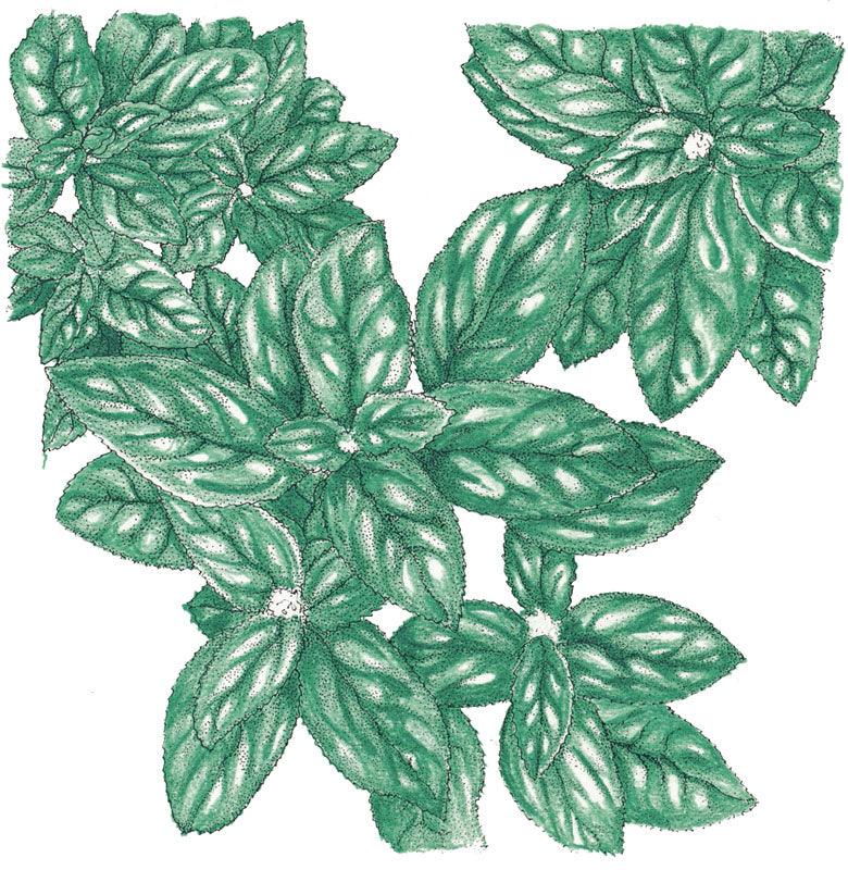 Genovese Basil Seeds (Organic) - Tampa Home & Garden Store