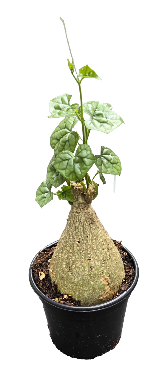 Gerradenthus Macrogizus 'Big Foot' 4 inch Grower Pot - Tampa Home & Garden Store