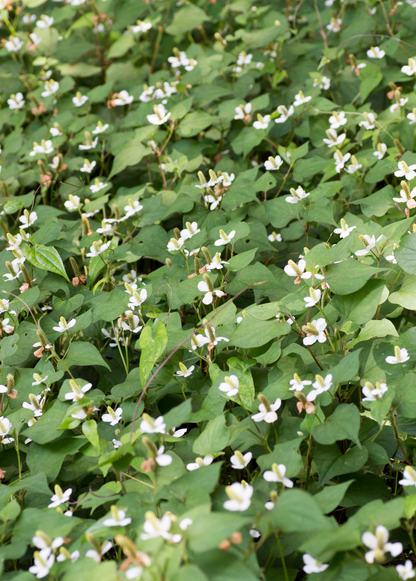 Giâp Cá, Fish Mint (Houttuynia cordata) - Tampa Home & Garden Store