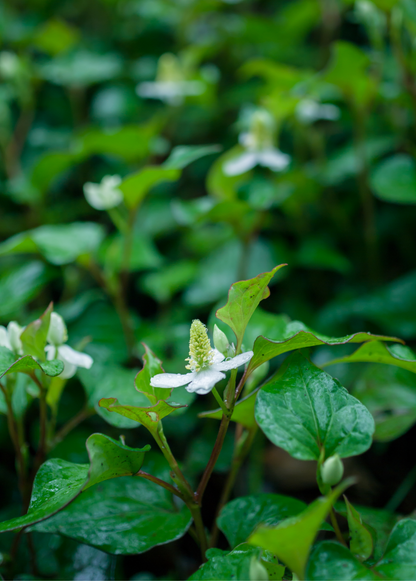 Giâp Cá, Fish Mint (Houttuynia cordata) - Tampa Home & Garden Store