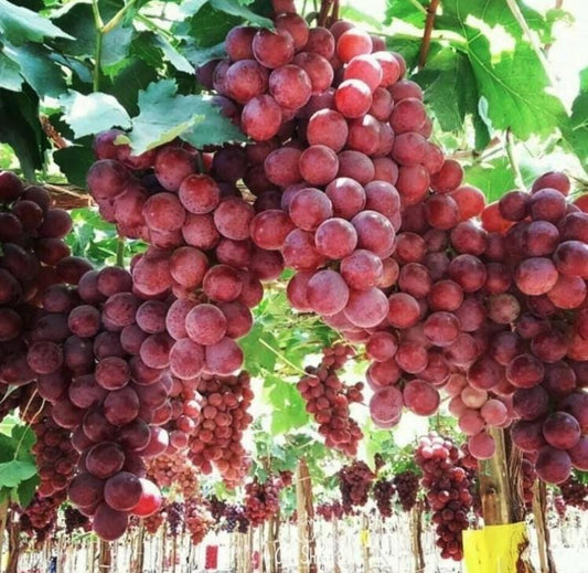 Giant Red Globe Heirloom Grape Seeds - Non GMO - Sweet Fruit - Tampa Home & Garden Store