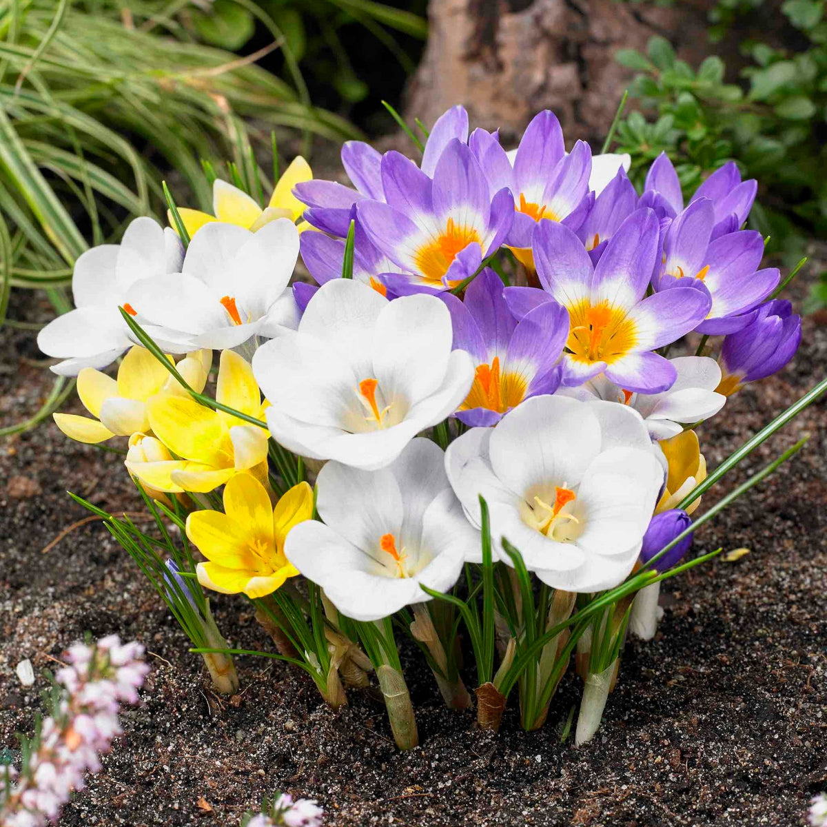 Giant Crocus for Naturalizing plant with purple, white and yellow blooms in a garden on Tampa Home & Garden Store