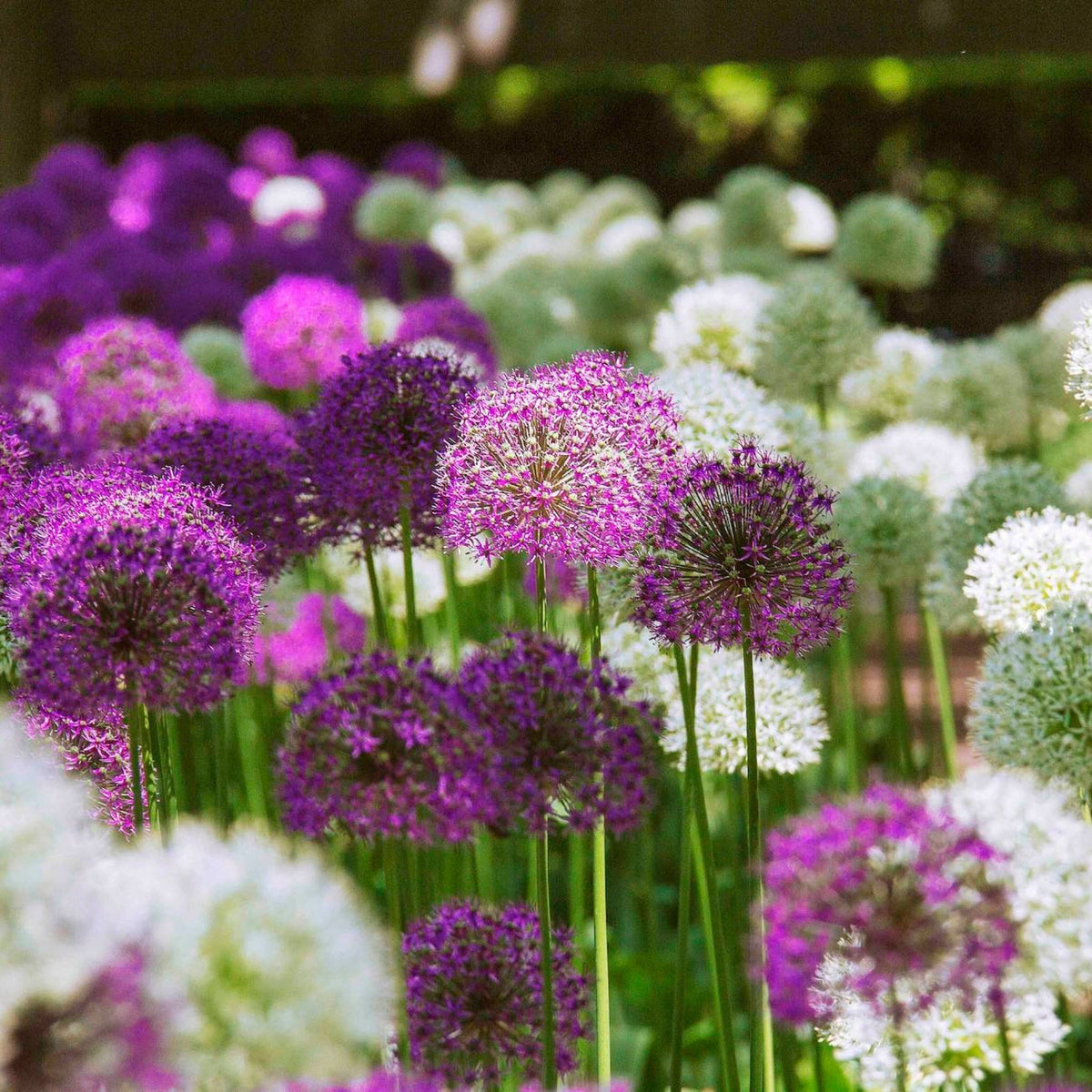 Giant Mixed Allium Super Bag plant with vibrant purple spherical blooms on tall green stems on Tampa Home & Garden Store