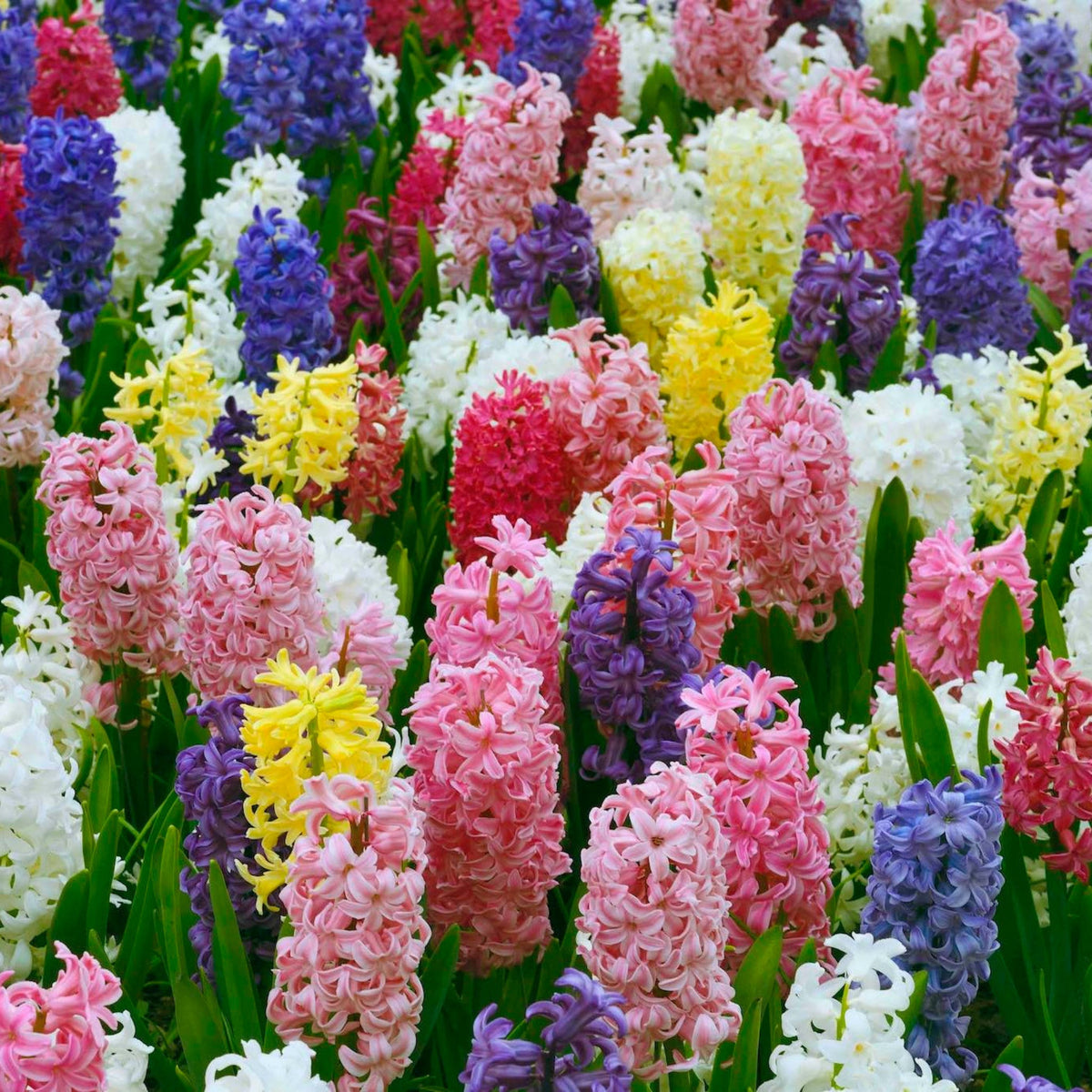 Giant Hyacinth Mixture plant in assorted colors on Tampa Home & Garden Store