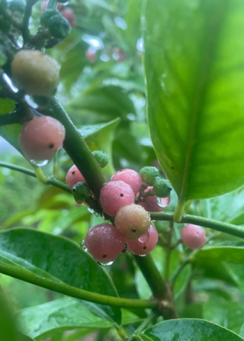Gin Berry, Ginberry (Glycosmis pentaphylla) - Tampa Home & Garden Store