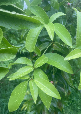 Gin Berry, Ginberry (Glycosmis pentaphylla) - Tampa Home & Garden Store