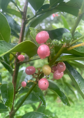 Gin Berry, Ginberry (Glycosmis pentaphylla) - Tampa Home & Garden Store