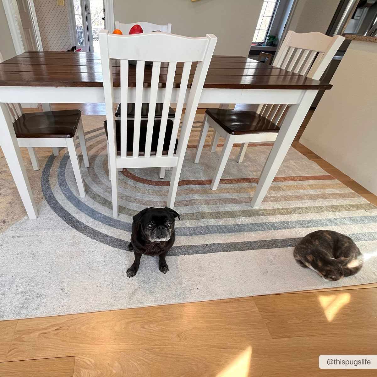 Giza washable area rug under a wooden dining table with white chairs, light cream and blue arc pattern on Tampa Home & Garden Store