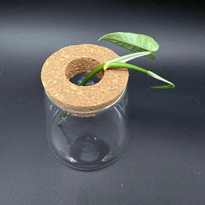 Glass Cultivation Planter with Cork Top - Tampa Home & Garden Store