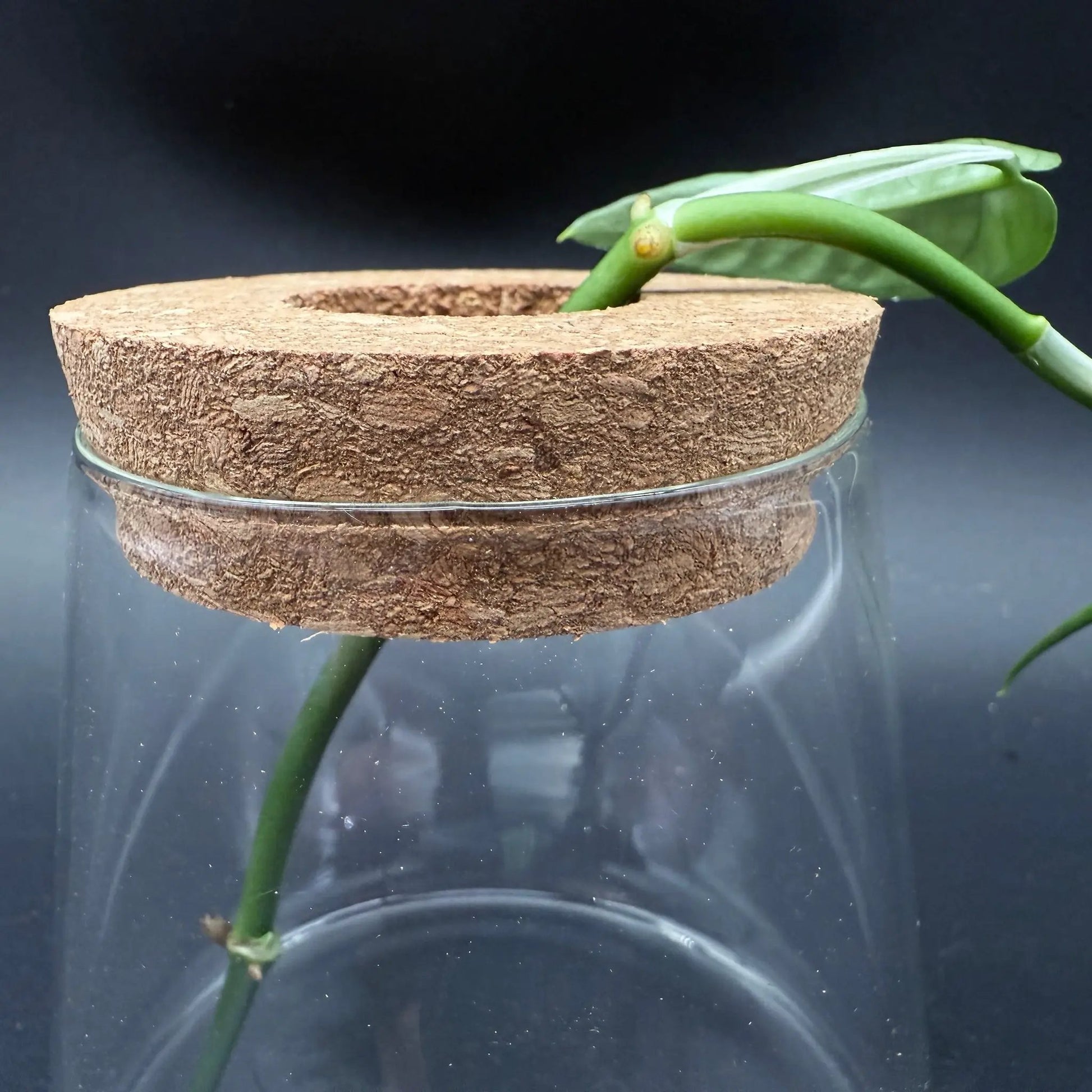 Glass Cultivation Planter with Cork Top - Tampa Home & Garden Store
