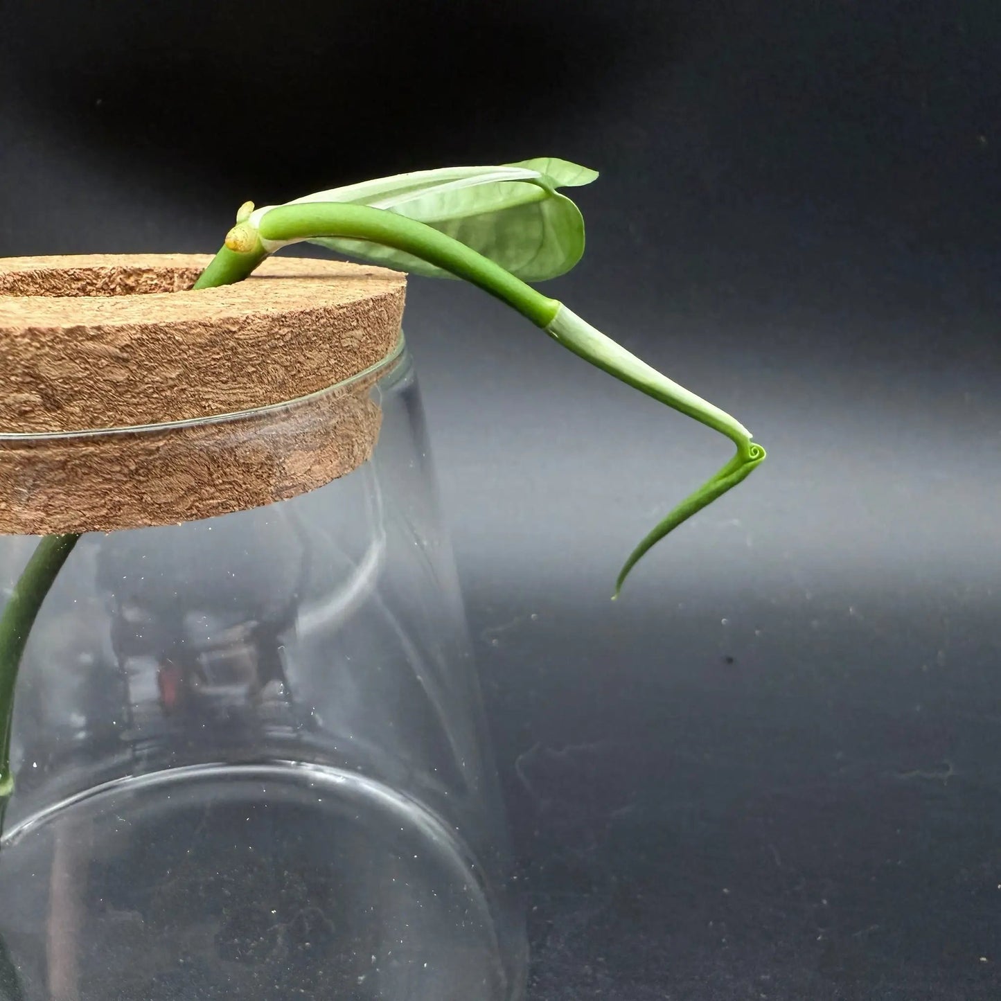 Glass Cultivation Planter with Cork Top - Tampa Home & Garden Store