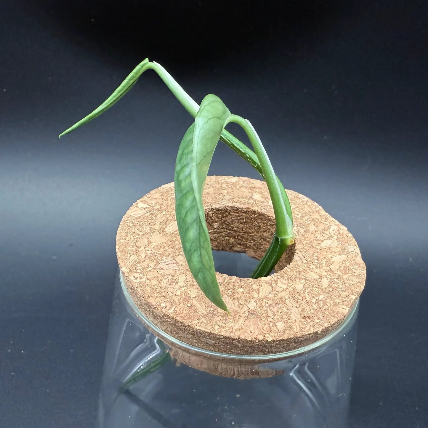 Glass Cultivation Planter with Cork Top - Tampa Home & Garden Store