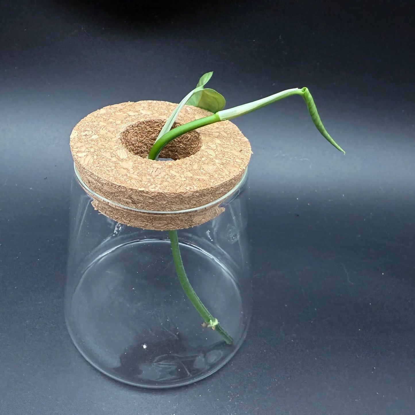 Glass Cultivation Planter with Cork Top - Tampa Home & Garden Store