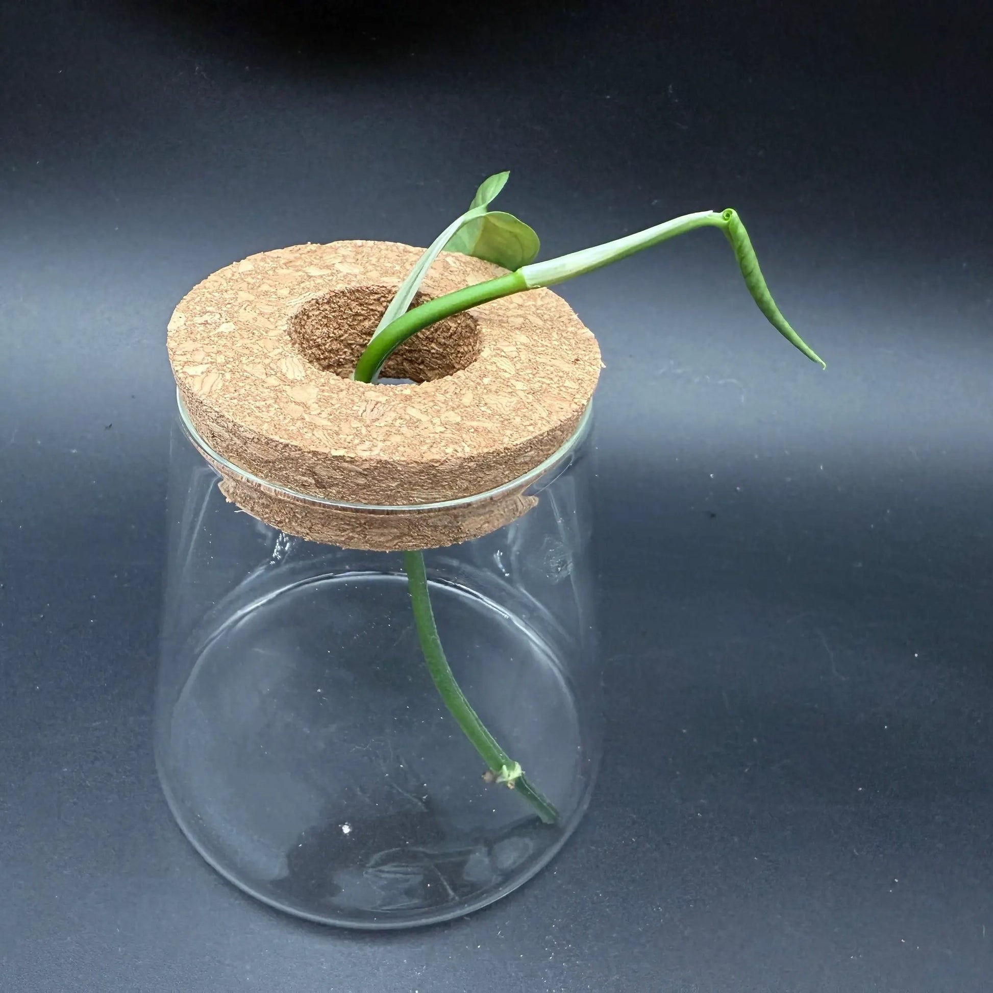 Glass Cultivation Planter with Cork Top - Tampa Home & Garden Store