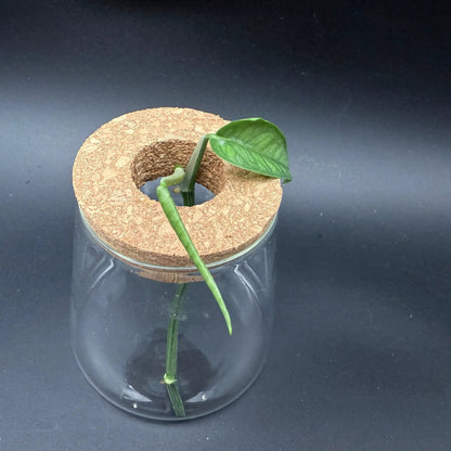 Glass Cultivation Planter with Cork Top - Tampa Home & Garden Store