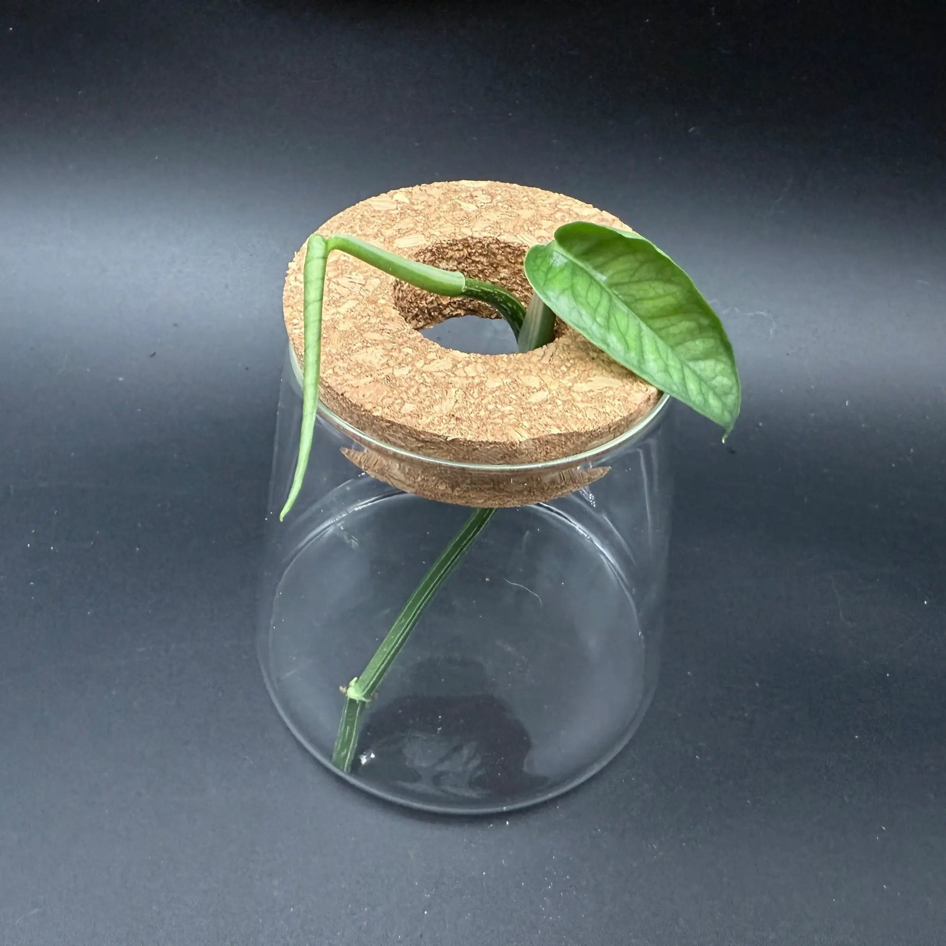 Glass Cultivation Planter with Cork Top - Tampa Home & Garden Store