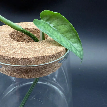 Glass Cultivation Planter with Cork Top - Tampa Home & Garden Store