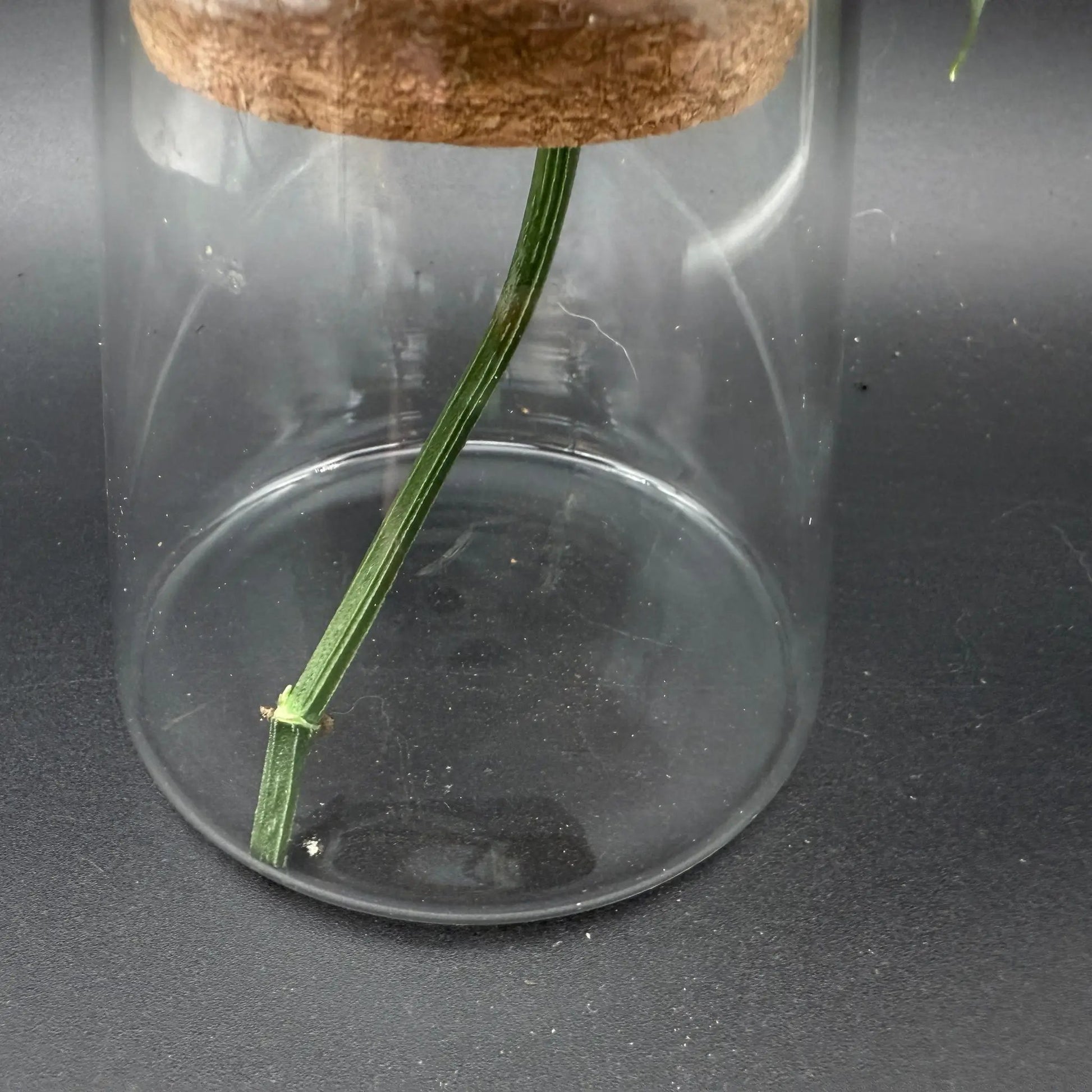 Glass Cultivation Planter with Cork Top - Tampa Home & Garden Store