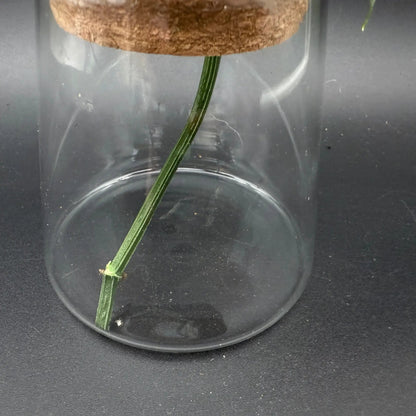Glass Cultivation Planter with Cork Top - Tampa Home & Garden Store