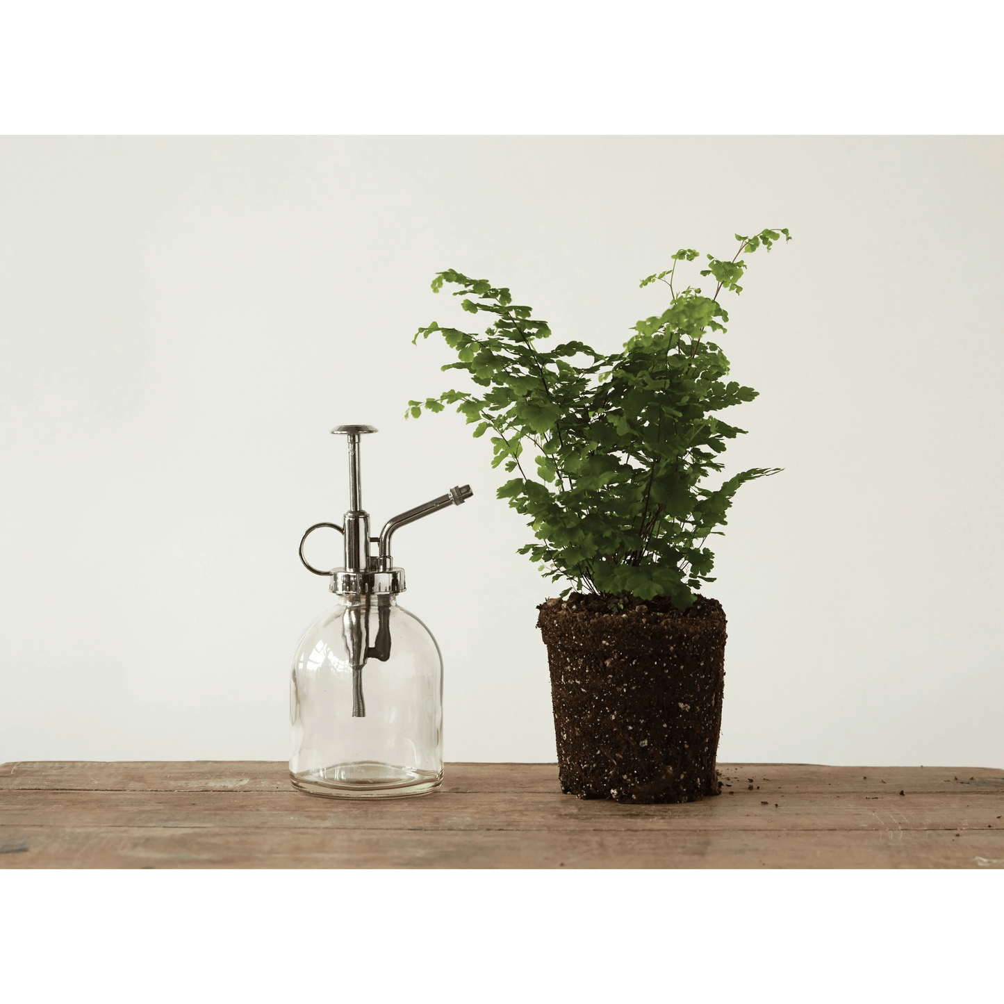 Glass Plant Mister with Silver Pump - Tampa Home & Garden Store