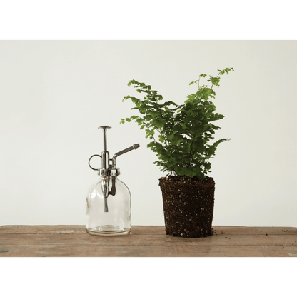 Glass Plant Mister with Silver Pump - Tampa Home & Garden Store
