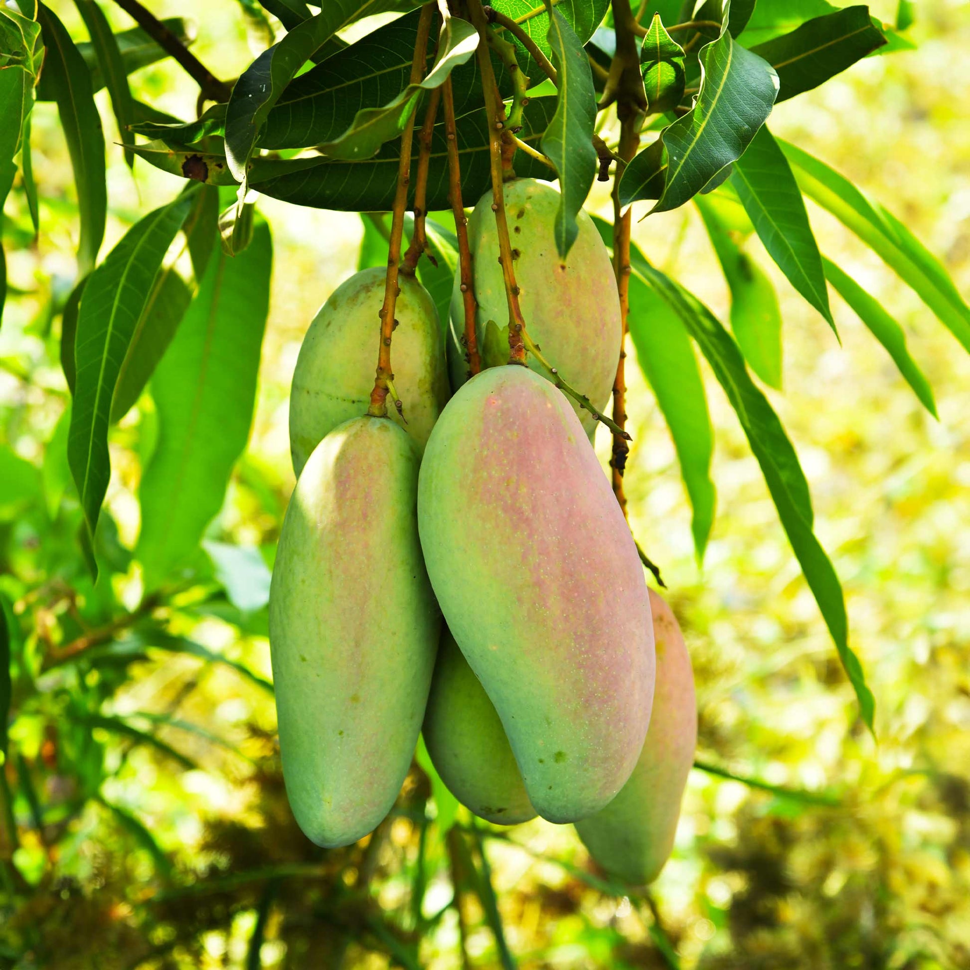 Glenn Mango Tree plant with green mangoes and lush leaves on Tampa Home & Garden Store