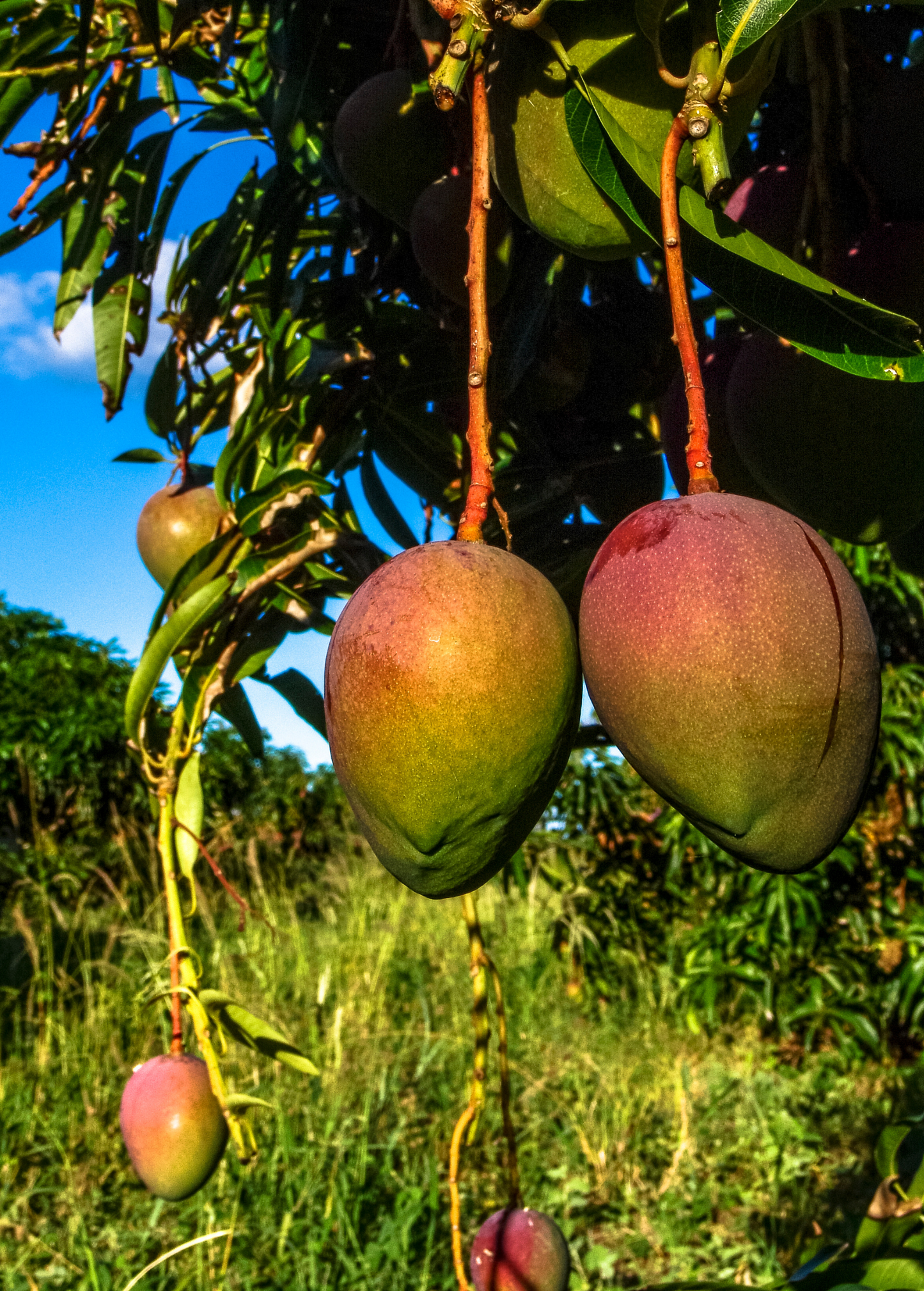 Mango Tree 'Glenn' (Mangifera indica)