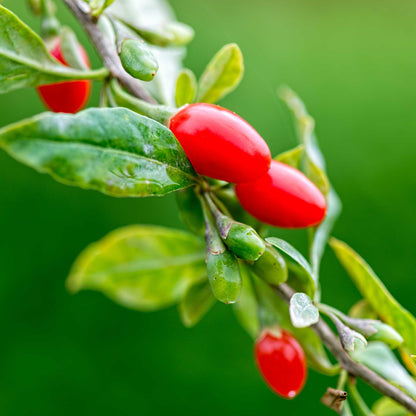 Goji Berry plant with red berries and green leaves, indoor & outdoor plant by Live Good Logistics on Tampa Home & Garden Store