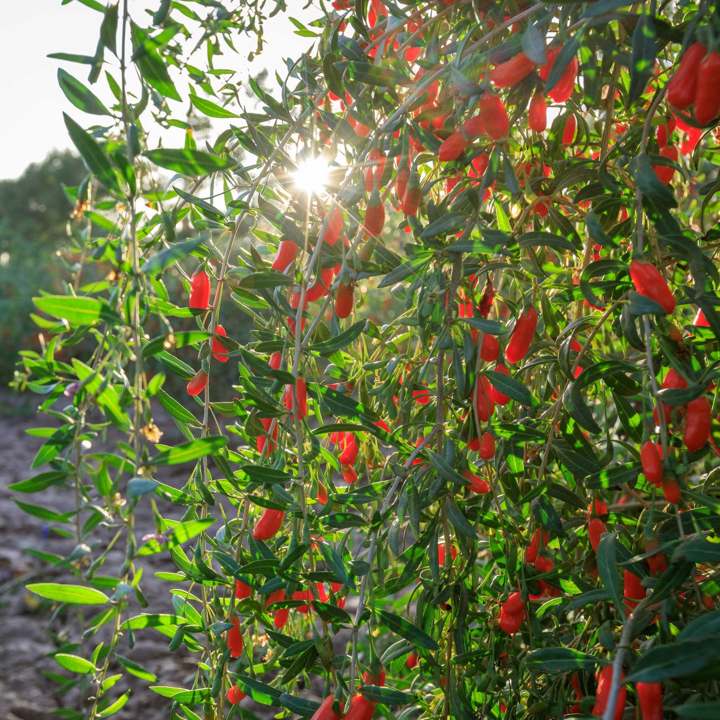 Goji Berry plant by Live Good Logistics with vibrant red berries on slender green branches on Tampa Home & Garden Store