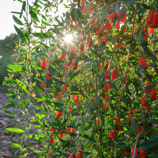 Goji Berry plant by Live Good Logistics with vibrant red berries on slender green branches on Tampa Home & Garden Store