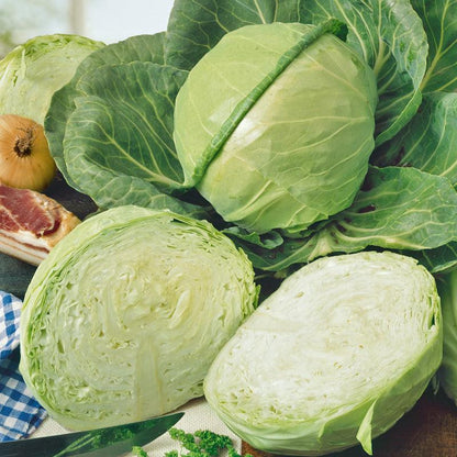 Golden Acre Cabbage Seeds (Organic) - Tampa Home & Garden Store