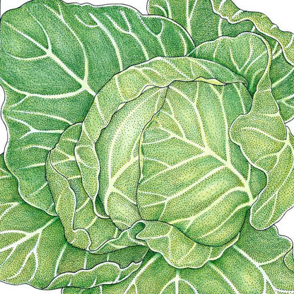 Golden Acre Cabbage Seeds (Organic) - Tampa Home & Garden Store