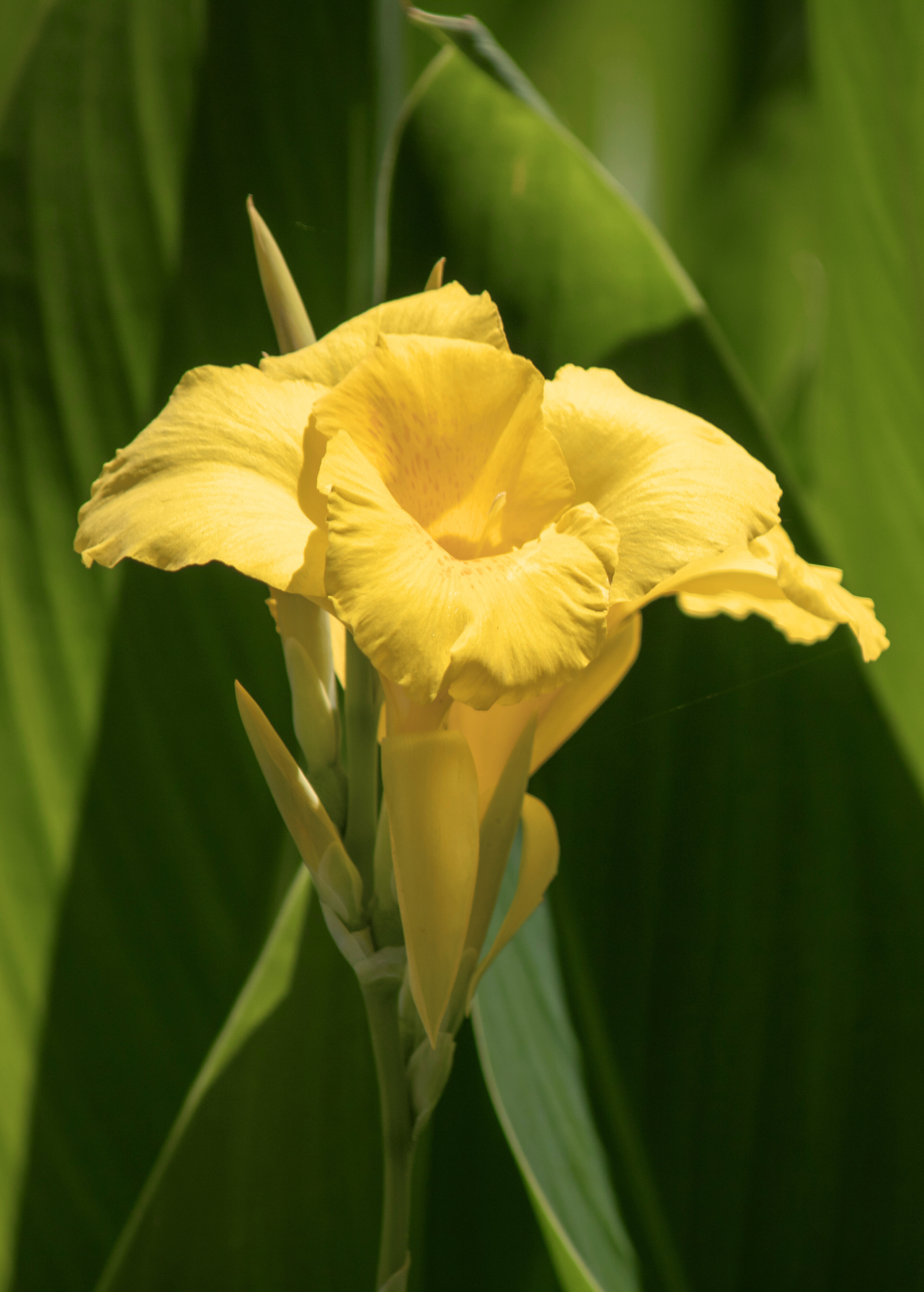 Golden Canna (Canna flaccida) - Tampa Home & Garden Store