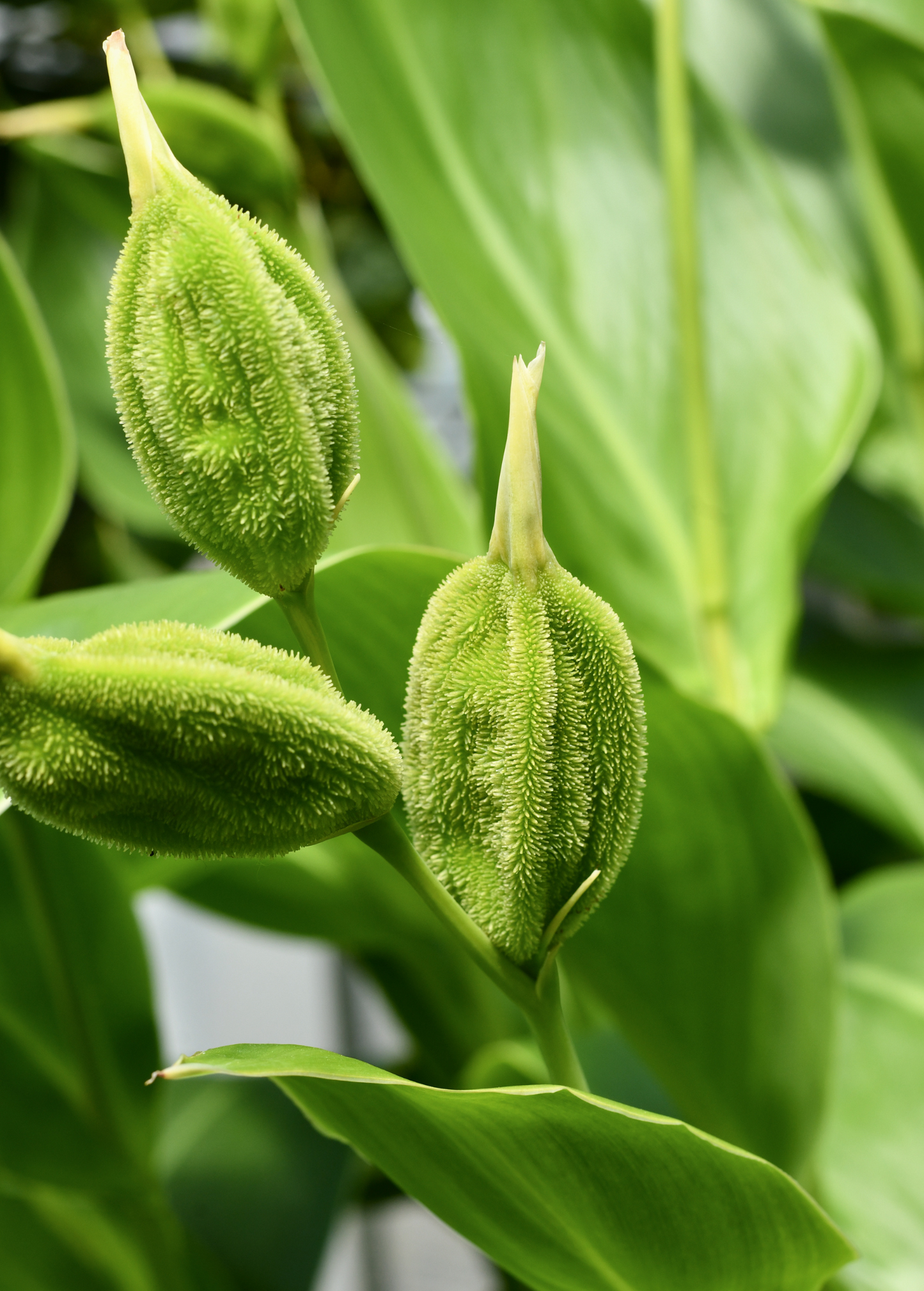 Golden Canna (Canna flaccida) - Tampa Home & Garden Store